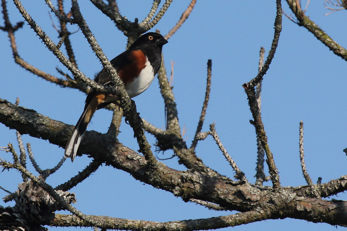 Eastern Towhee (White-eyed) / 12 May / Back Bay NWR