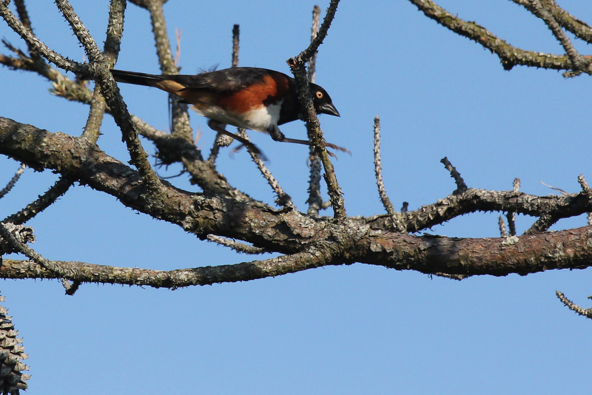 Eastern Towhee (White-eyed) / 12 May / Back Bay NWR