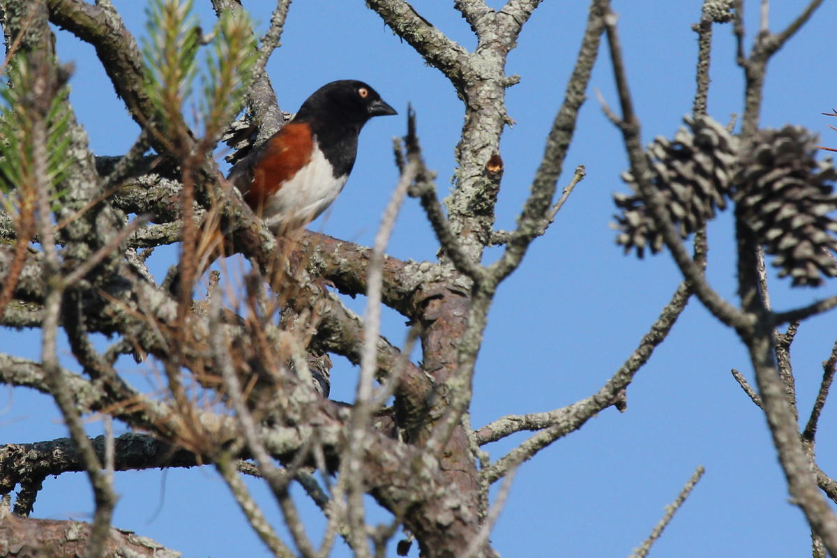 Eastern Towhee (White-eyed) / 12 May / Back Bay NWR