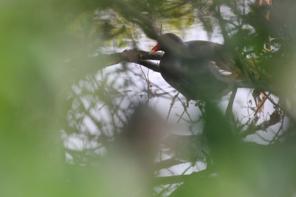 Common Gallinule / 14 May / Back Bay NWR