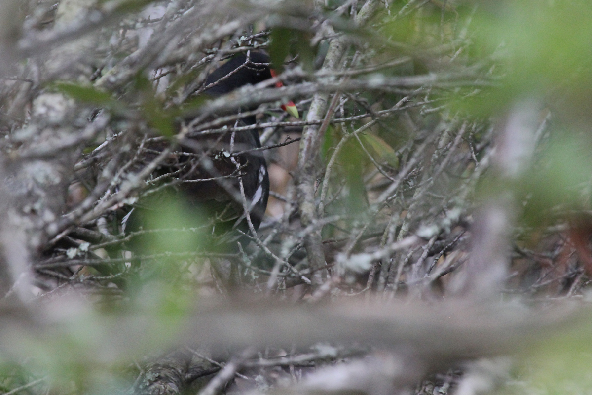 Common Gallinule / 15 May / Back Bay NWR