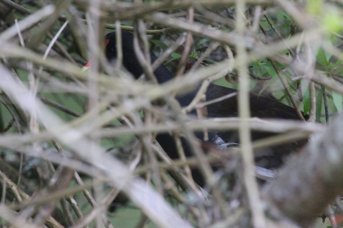 Common Gallinule / 15 May / Back Bay NWR