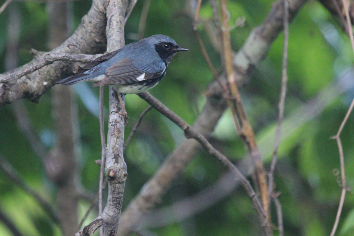 Black-throated Blue Warbler / 11 May / Back Bay NWR