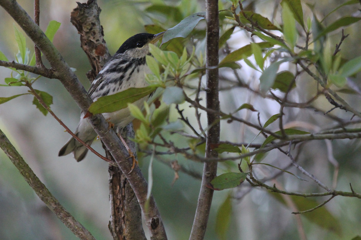 Blackpoll Warbler / 11 May / Back Bay NWR