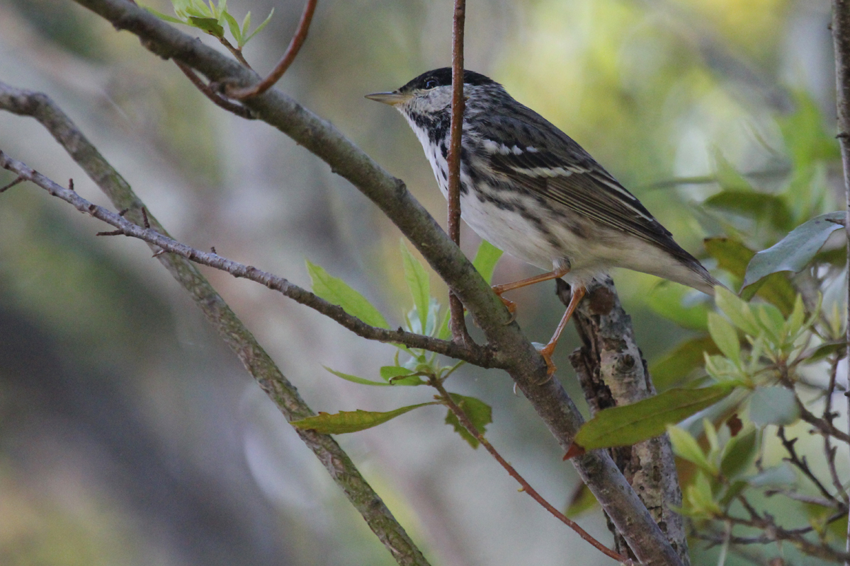 Blackpoll Warbler / 11 May / Back Bay NWR