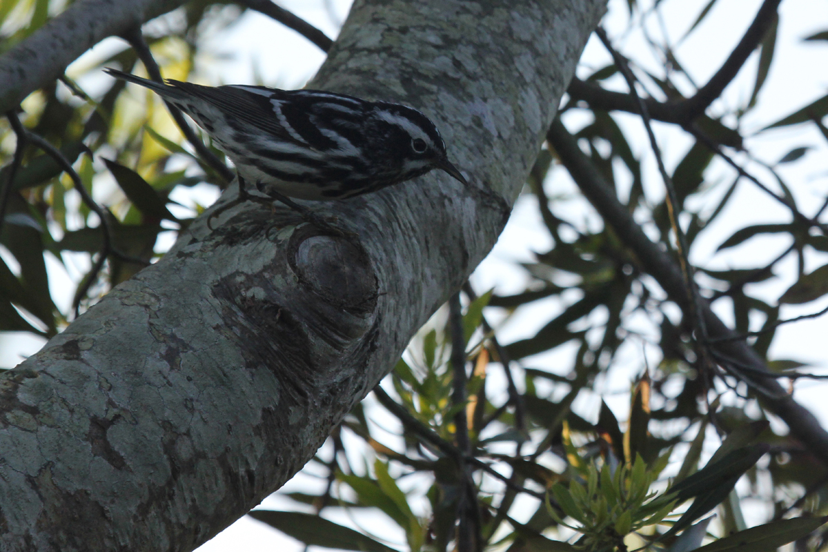 Black-and-white Warbler / 11 May / Back Bay NWR