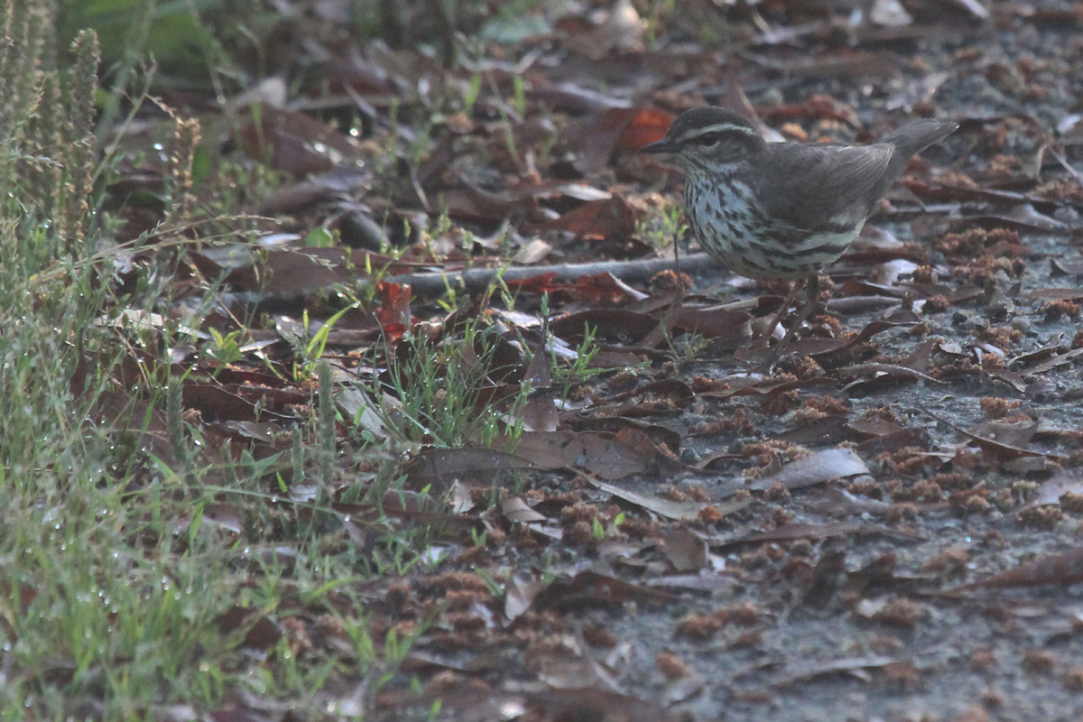 Northern Waterthrush / 11 May / Back Bay NWR