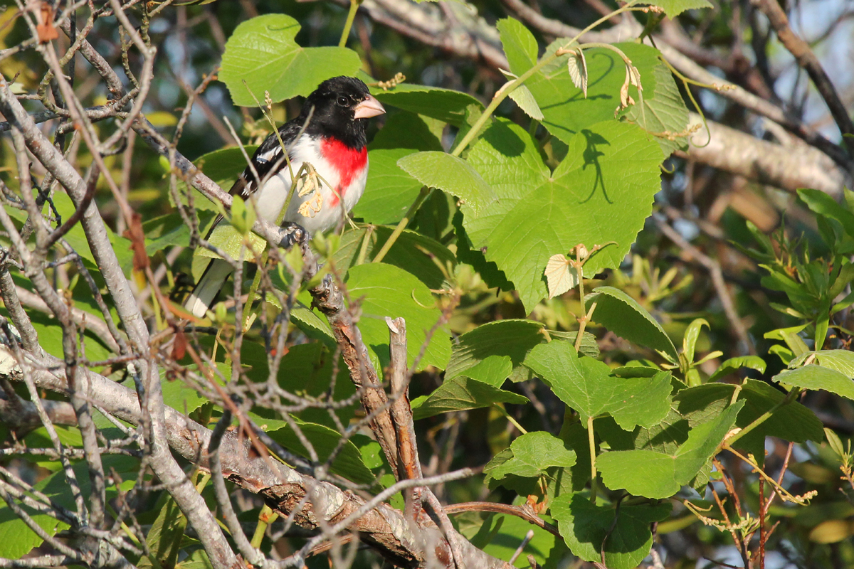 Rose-breasted Grosbeak / 11 May / Back Bay NWR