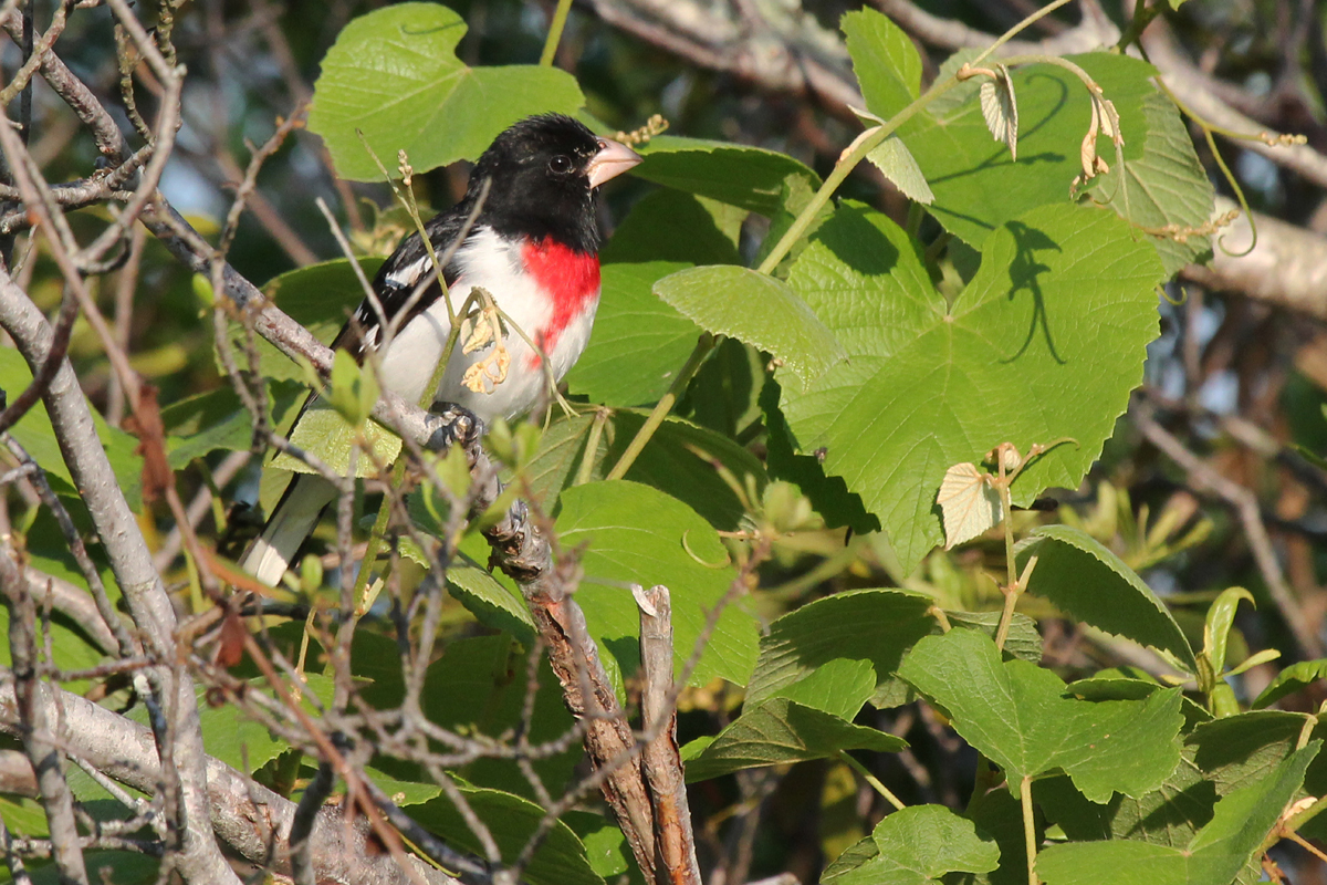 Rose-breasted Grosbeak / 11 May / Back Bay NWR