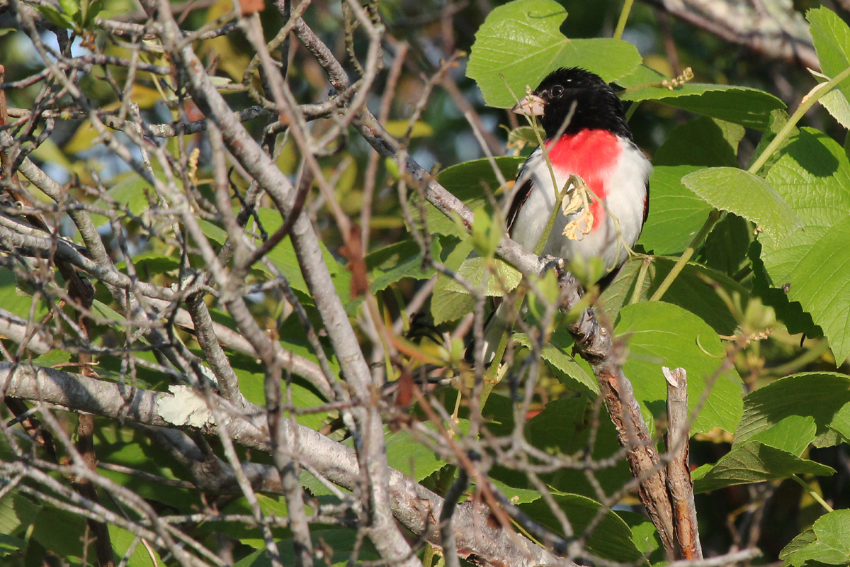 Rose-breasted Grosbeak / 11 May / Back Bay NWR