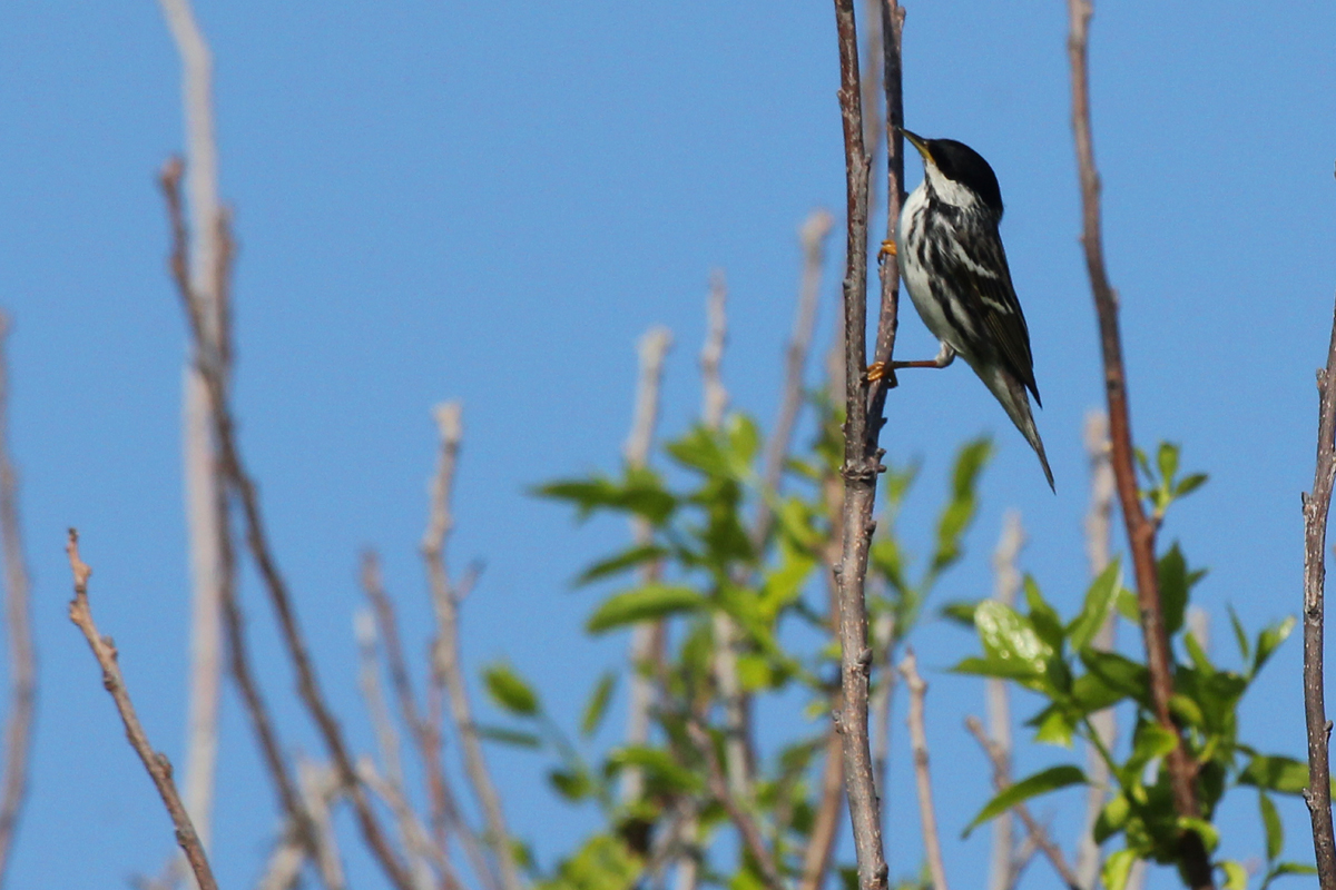 Blackpoll Warbler / 11 May / Back Bay NWR