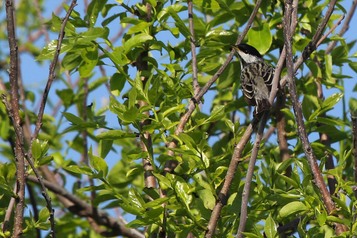 Blackpoll Warbler / 11 May / Back Bay NWR