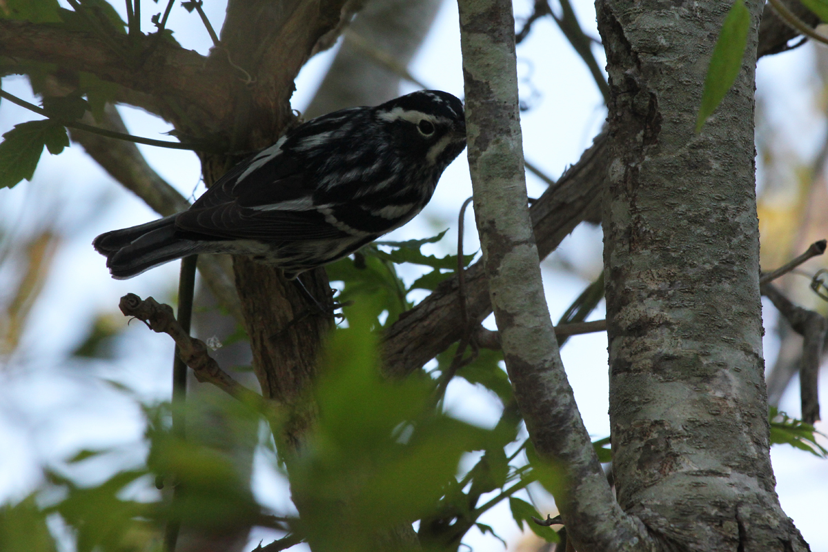 Black-and-white Warbler / 11 May / Back Bay NWR