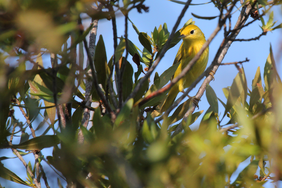 Yellow Warbler / 11 May / Back Bay NWR
