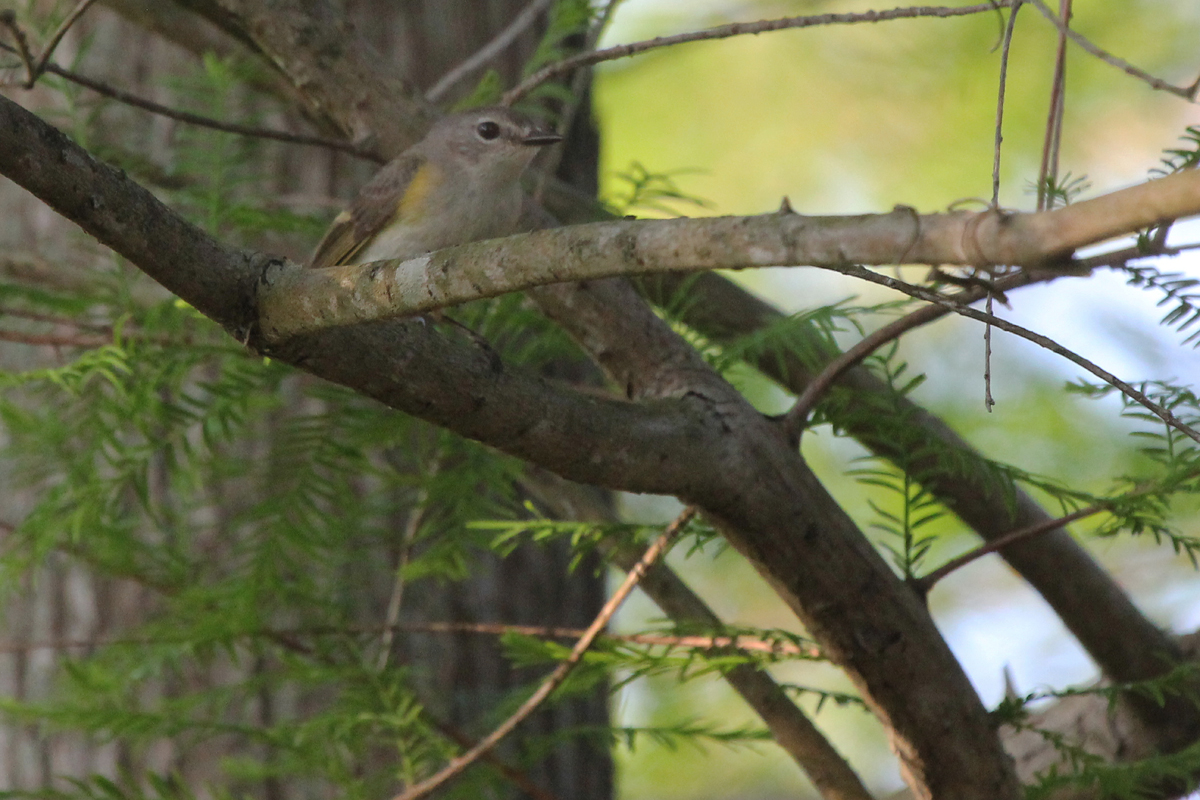 American Redstart / 11 May / Back Bay NWR