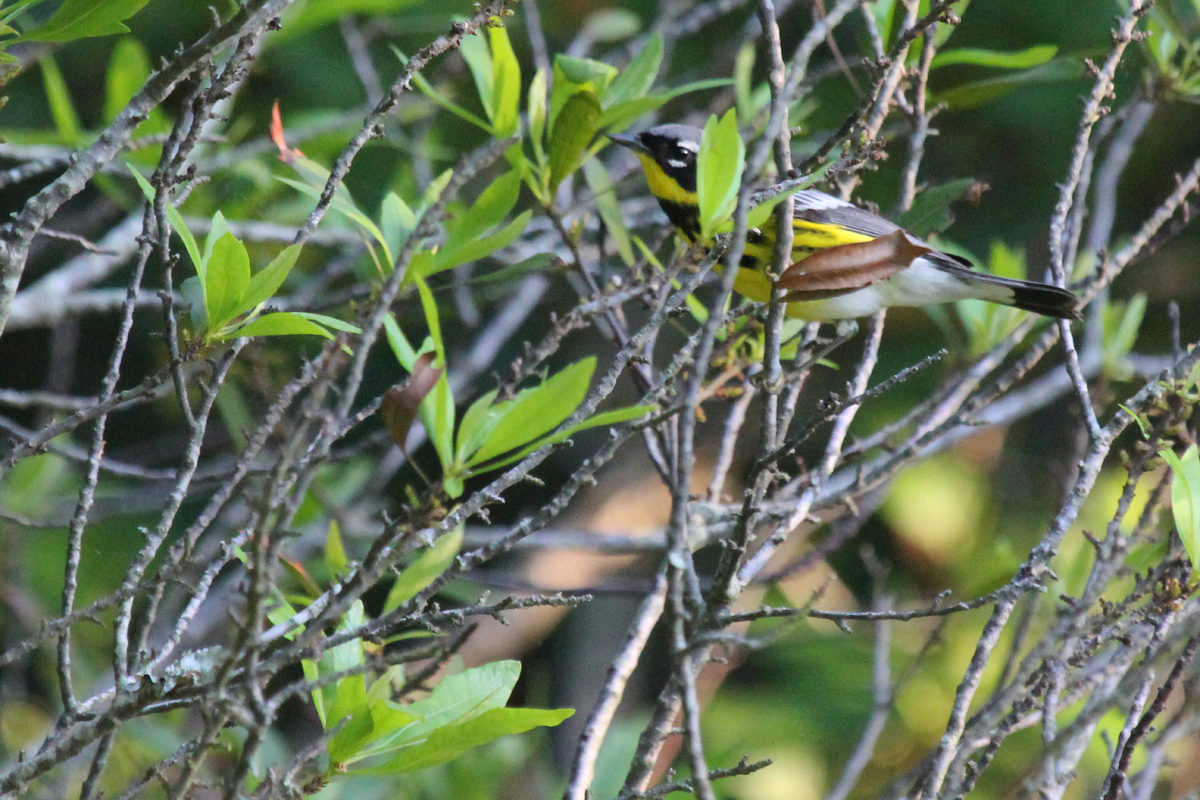 Magnolia Warbler / 11 May / Back Bay NWR