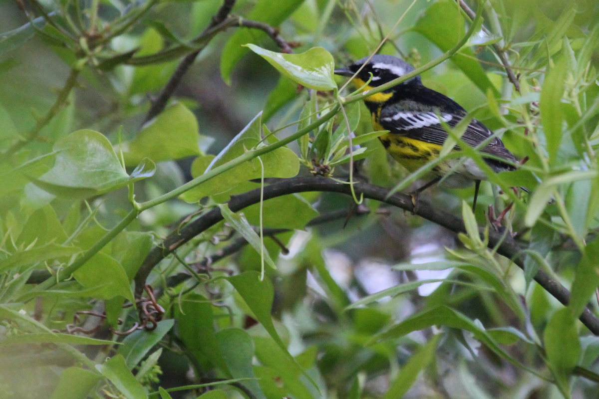 Magnolia Warbler / 11 May / Back Bay NWR