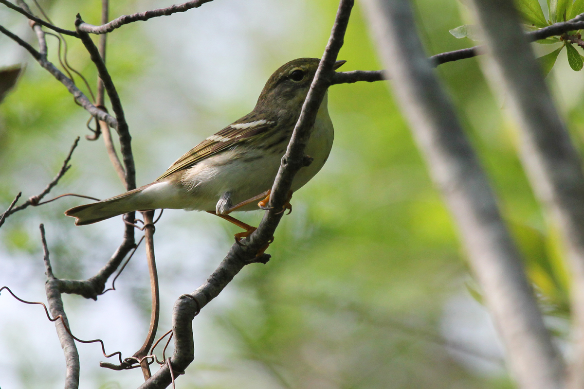 Blackpoll Warbler / 12 May / Back Bay NWR