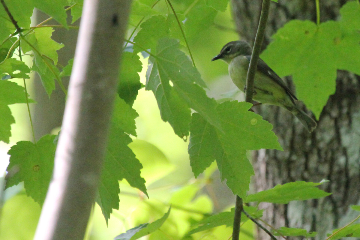 Black-throated Blue Warbler / 12 May / Stumpy Lake NA