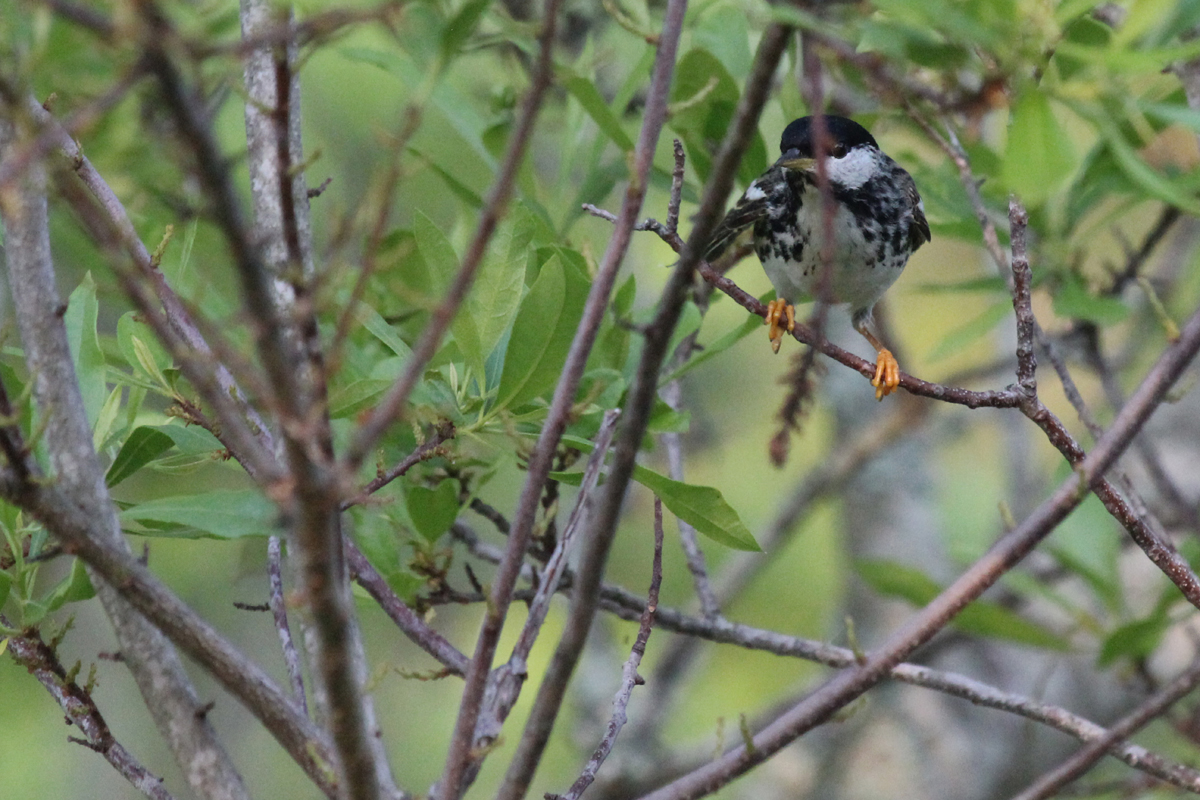 Blackpoll Warbler / 13 May / Back Bay NWR