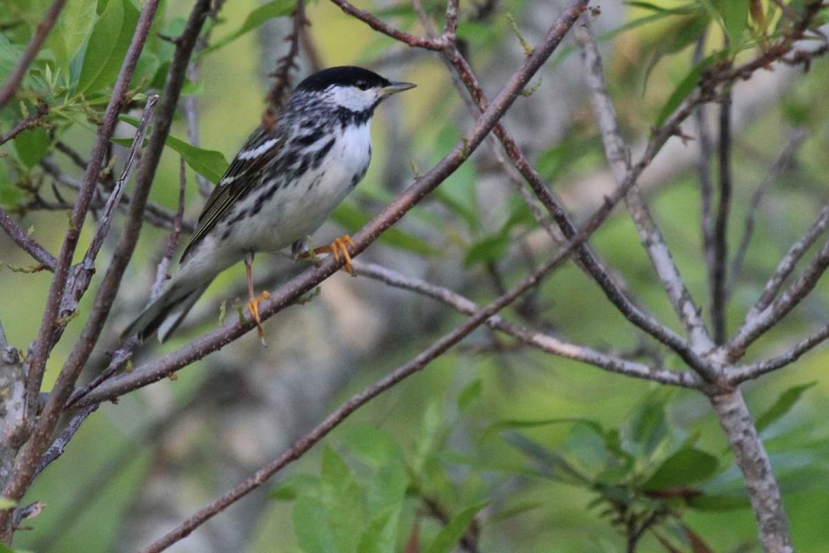 Blackpoll Warbler / 13 May / Back Bay NWR