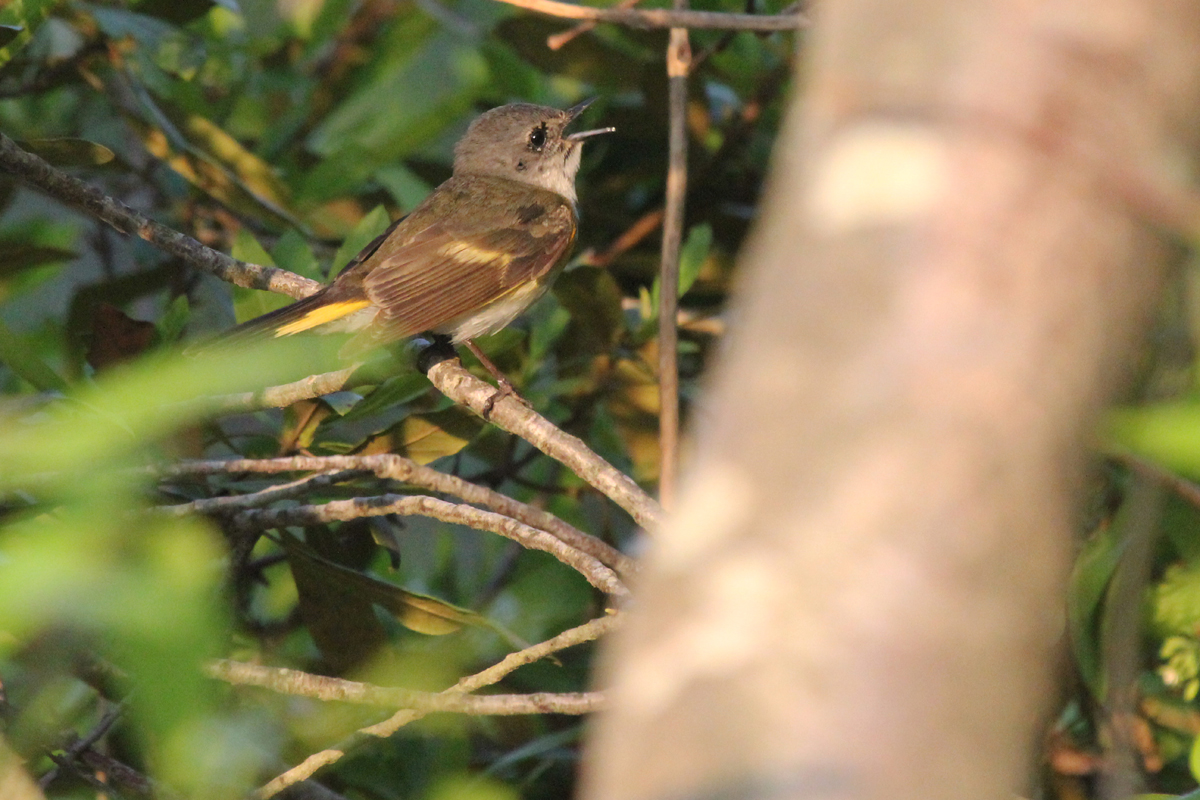 American Redstart / 13 May / Back Bay NWR