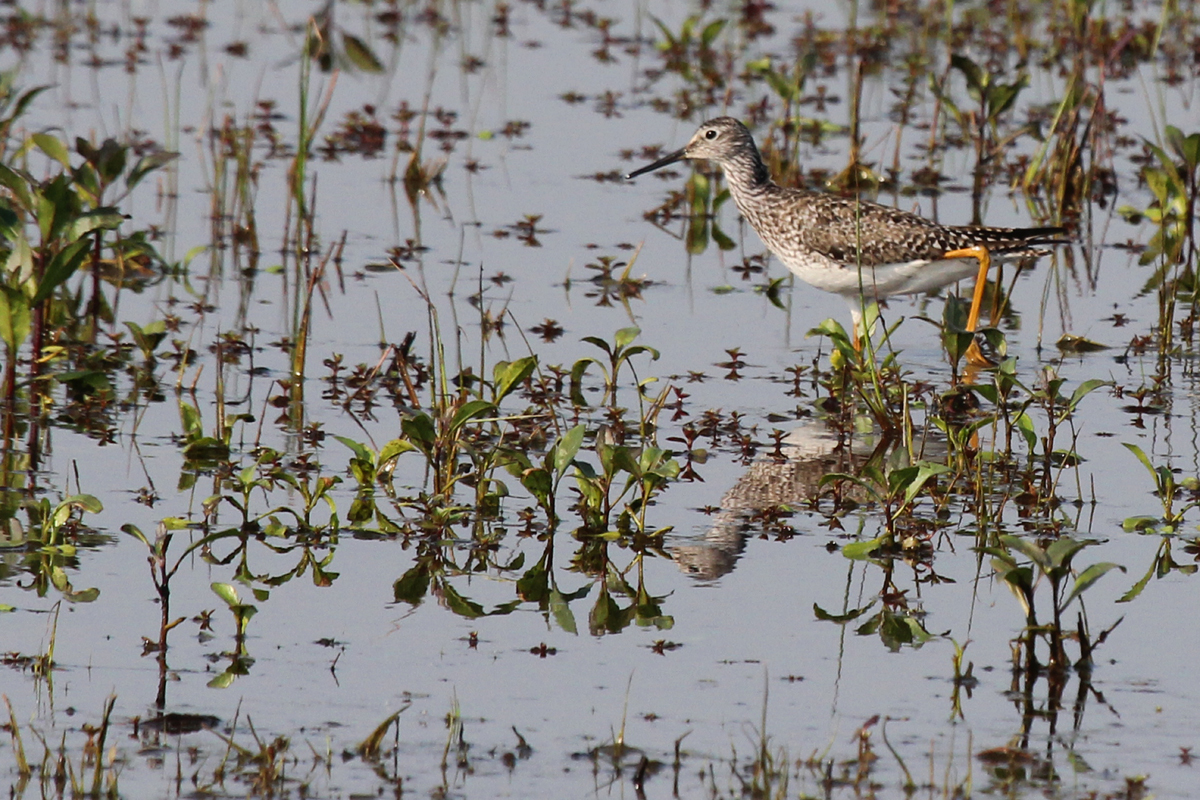 Lesser Yellowlegs / 13 May / Princess Anne WMA Whitehurst Tract