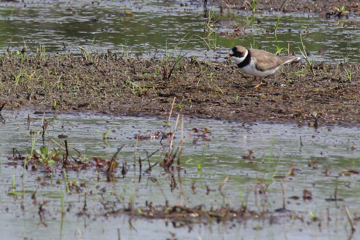 Semipalmated Plover / 13 May / Princess Anne WMA Whitehurst Tract