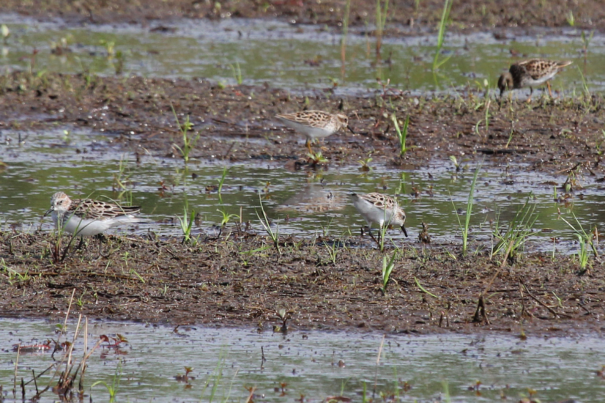 Semipalmated & Least Sandpipers / 13 May / Princess Anne WMA Whitehurst Tract
