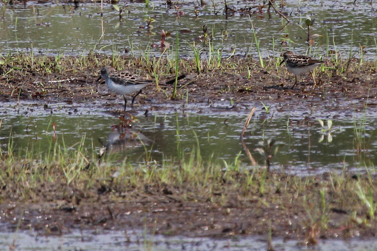 Semipalmated & Least Sandpipers / 13 May / Princess Anne WMA Whitehurst Tract