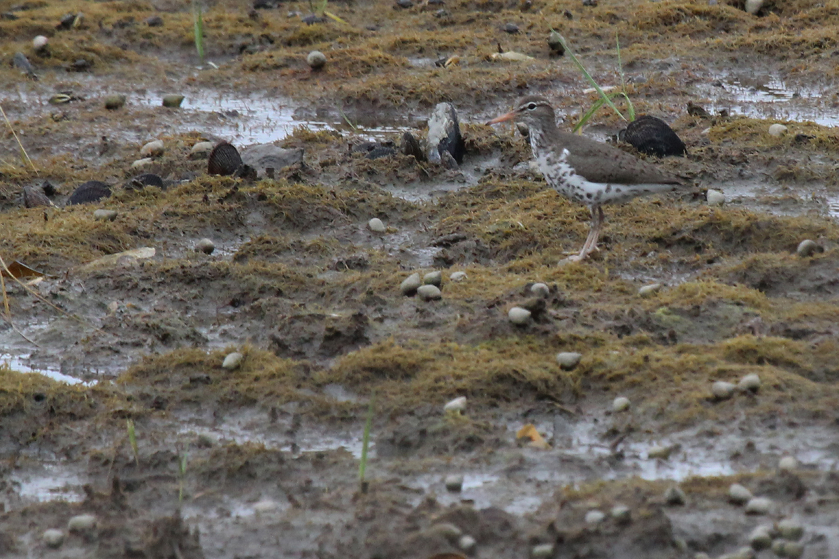 Spotted Sandpiper / 18 May / Pleasure House Point NA