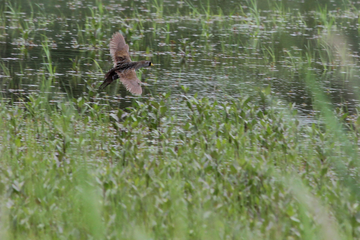 Sora / 19 May / Princess Anne WMA Whitehurst Tract