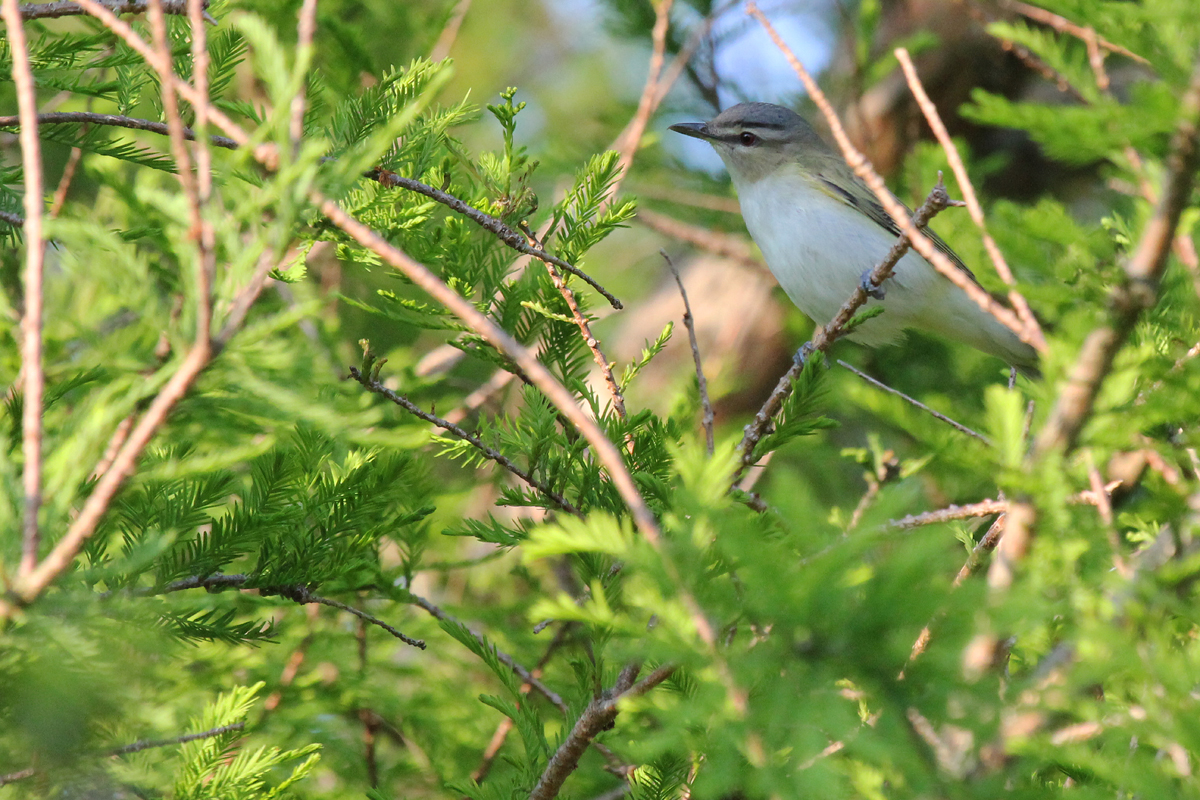 Red-eyed Vireo / 11 May / Back Bay NWR