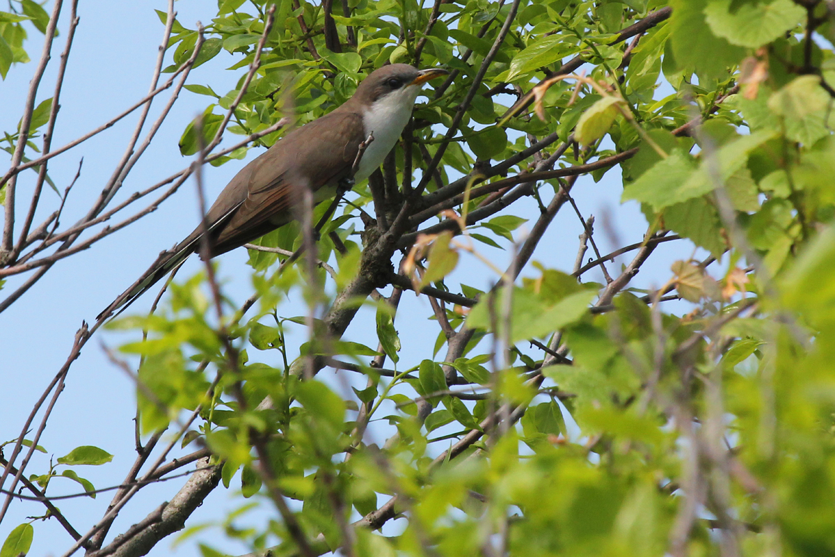 Yellow-billed Cuckoo / 12 May / Back Bay NWR