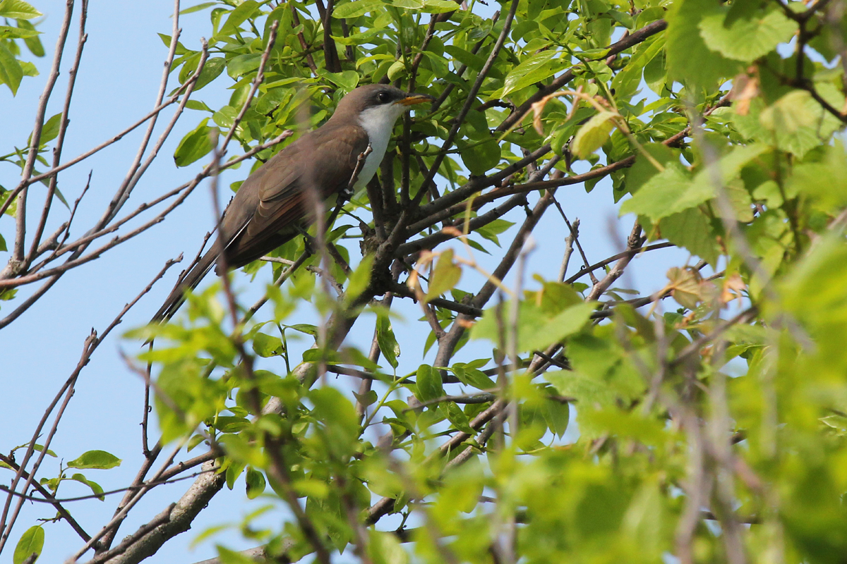 Yellow-billed Cuckoo / 12 May / Back Bay NWR