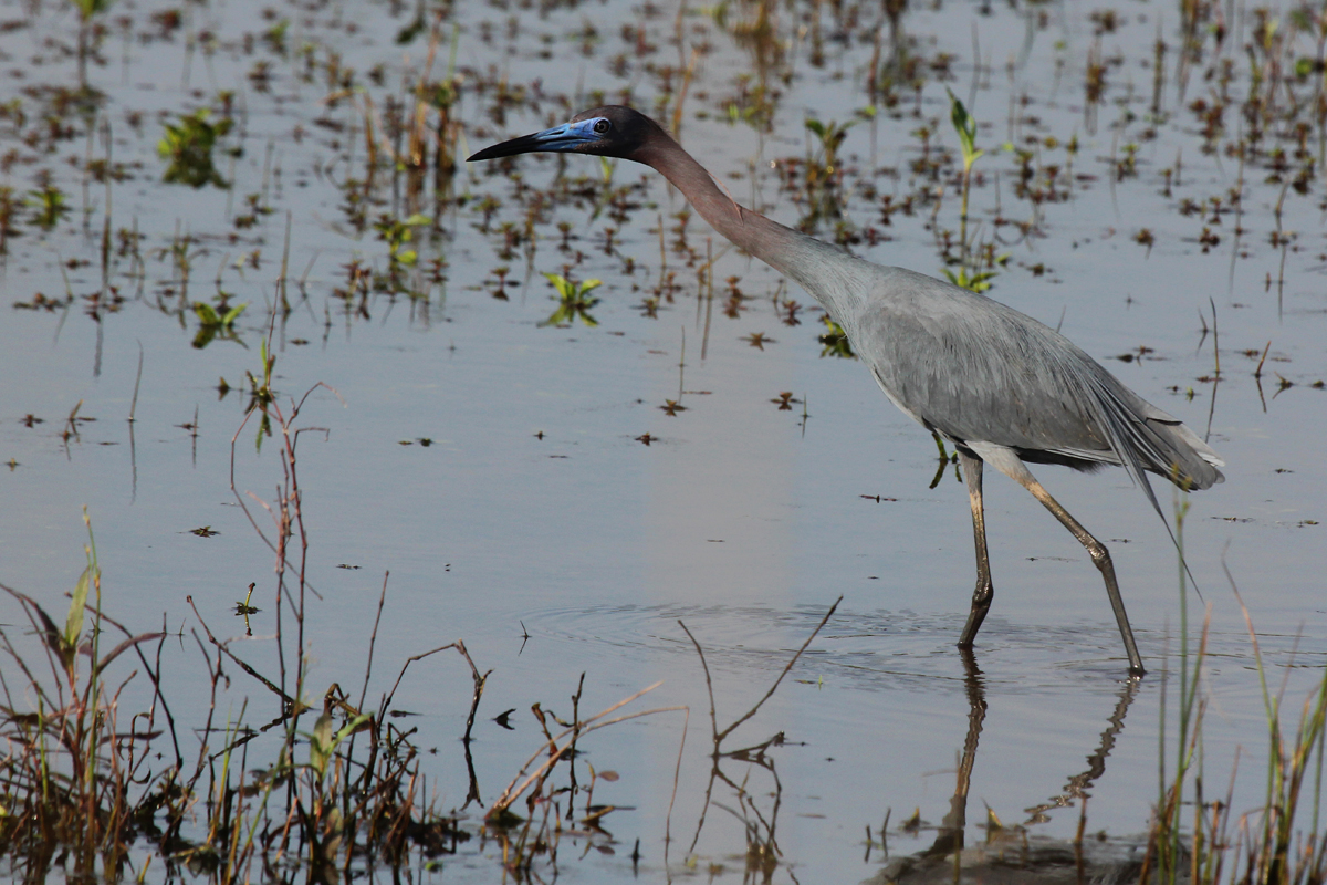 Little Blue Heron / 13 May / Princess Anne WMA Whitehurst Tract