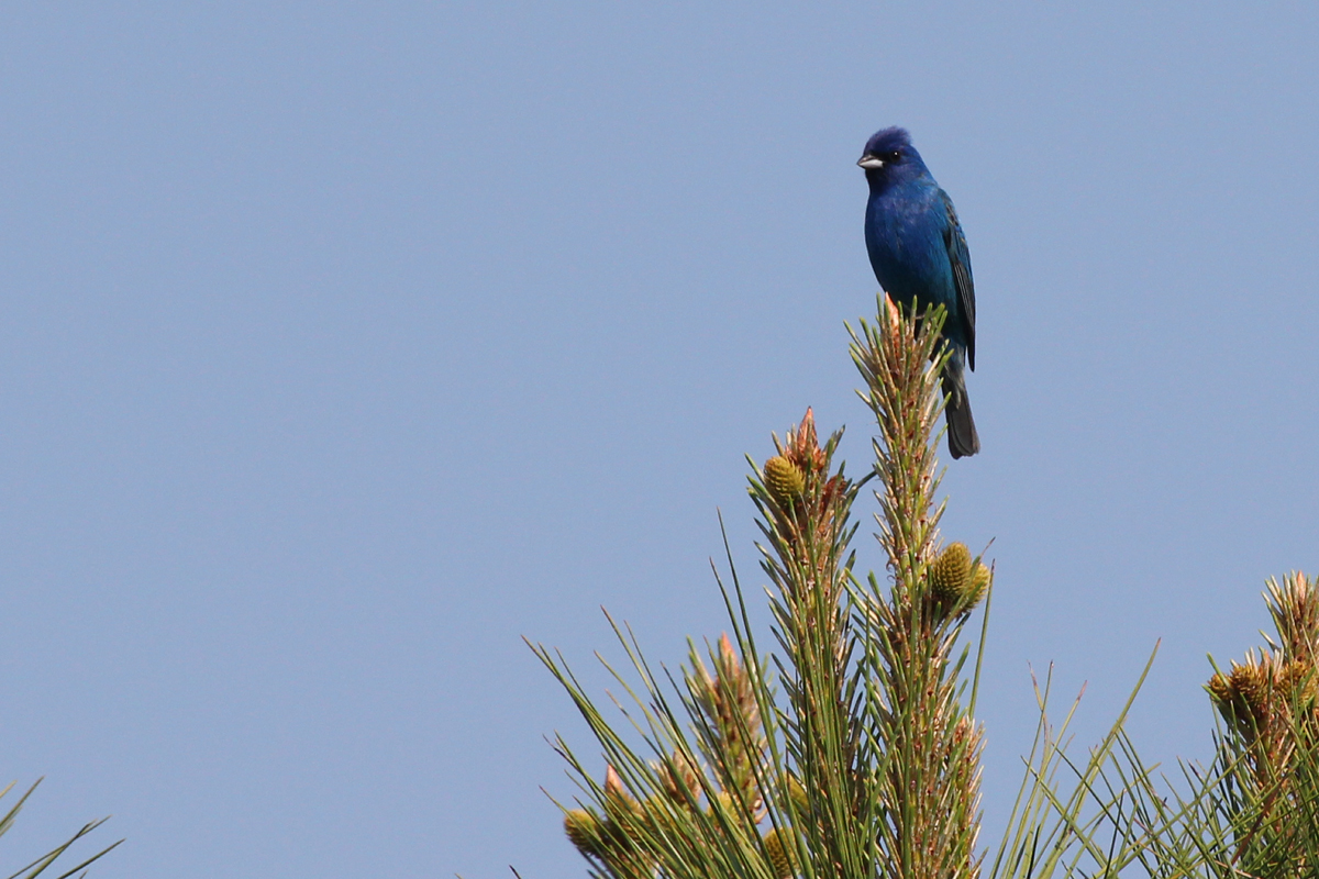 Indigo Bunting / 13 May / Princess Anne WMA Whitehurst Tract