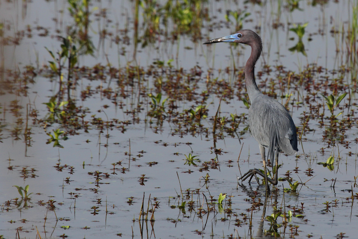Little Blue Heron / 13 May / Princess Anne WMA Whitehurst Tract