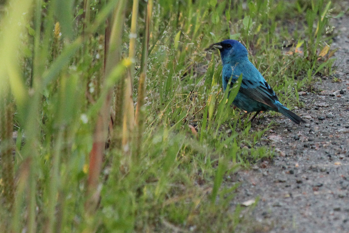 Ingigo Bunting / 14 May / Back Bay NWR