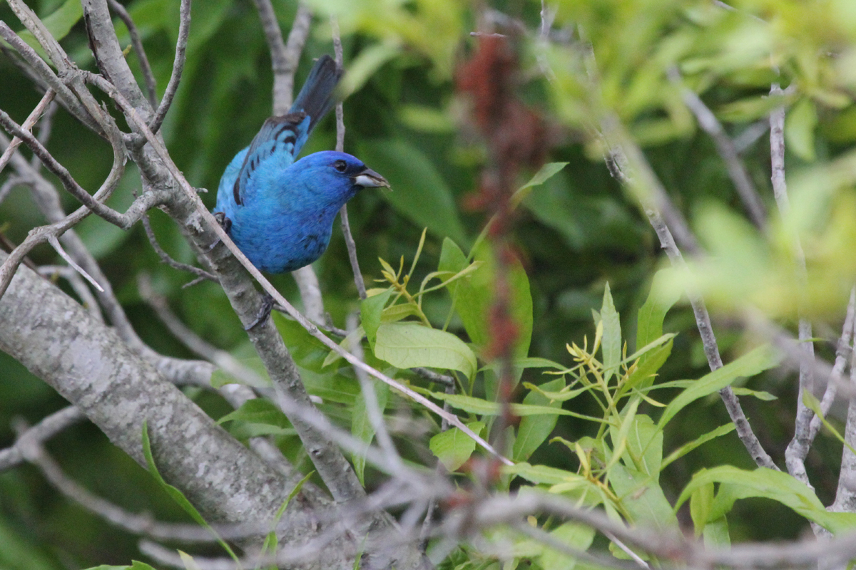 Indigo Bunting / 15 May / Back Bay NWR