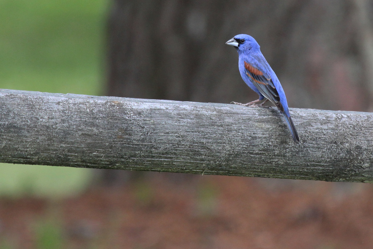 Blue Grosbeak / 20 May / Campbells Landing Park