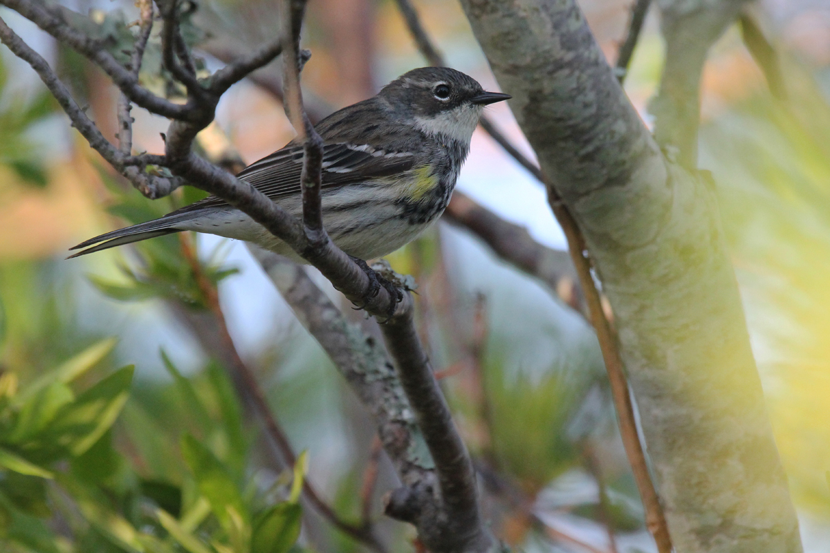 Yellow-rumped Warbler (Myrtle) / 11 May / Back Bay NWR