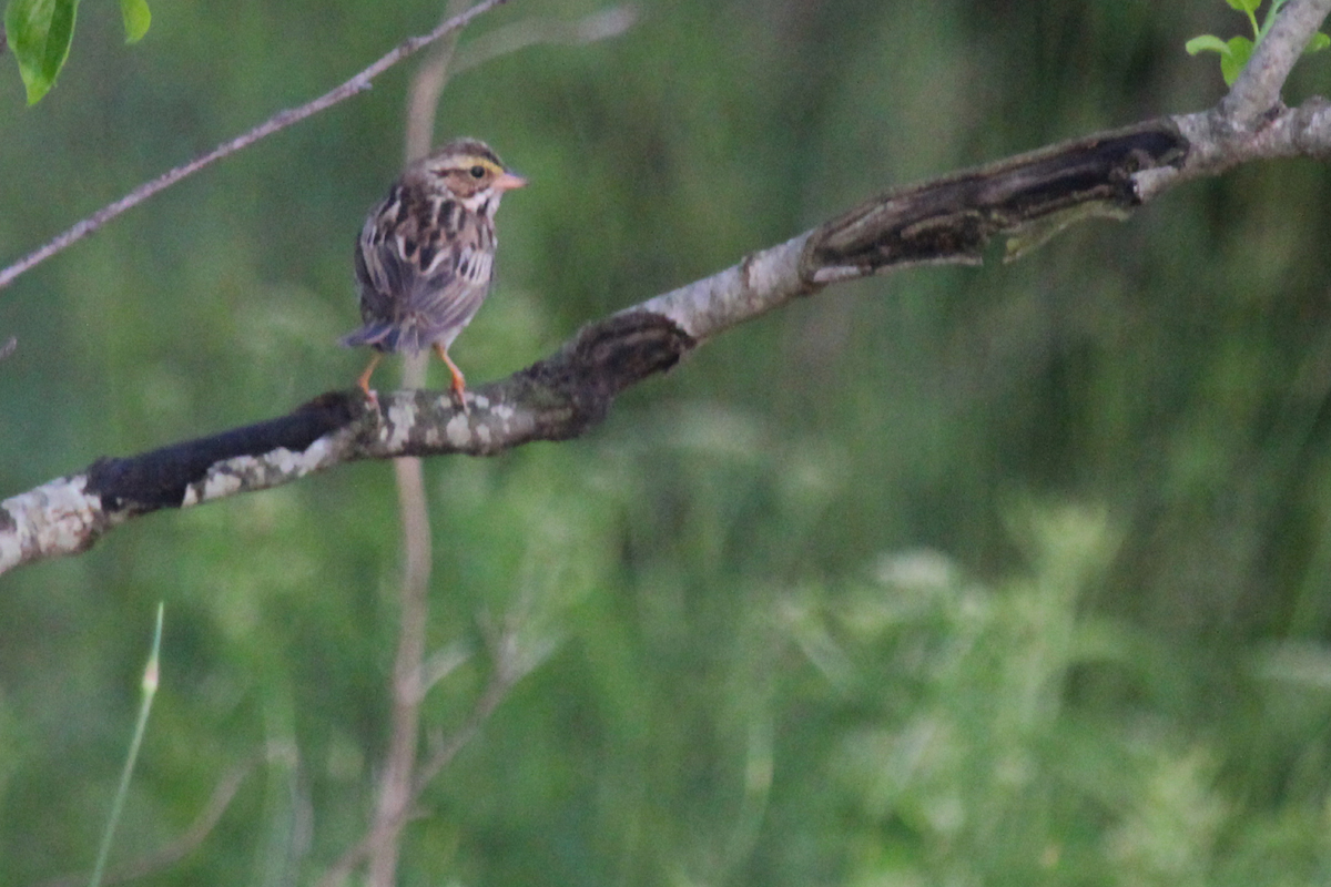 Savannah Sparrow (Savannah) / 11 May / Back Bay NWR