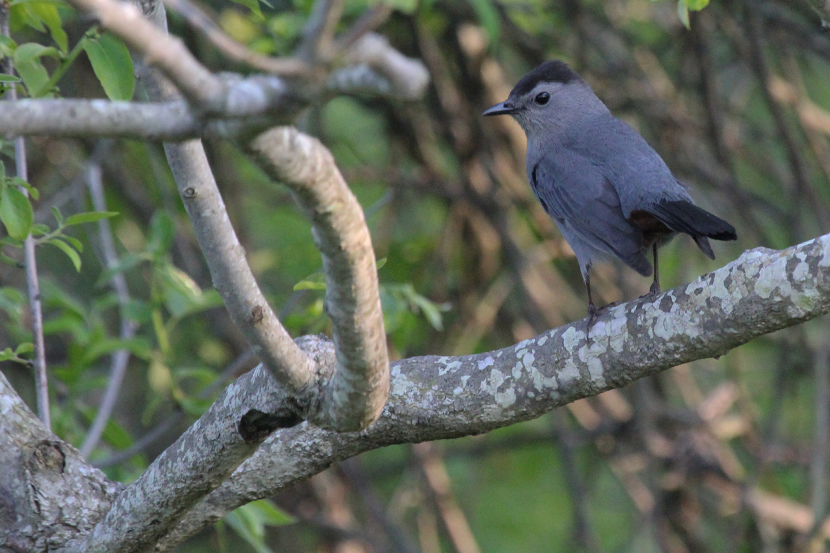 Gray Catbird / 11 May / Back Bay NWR