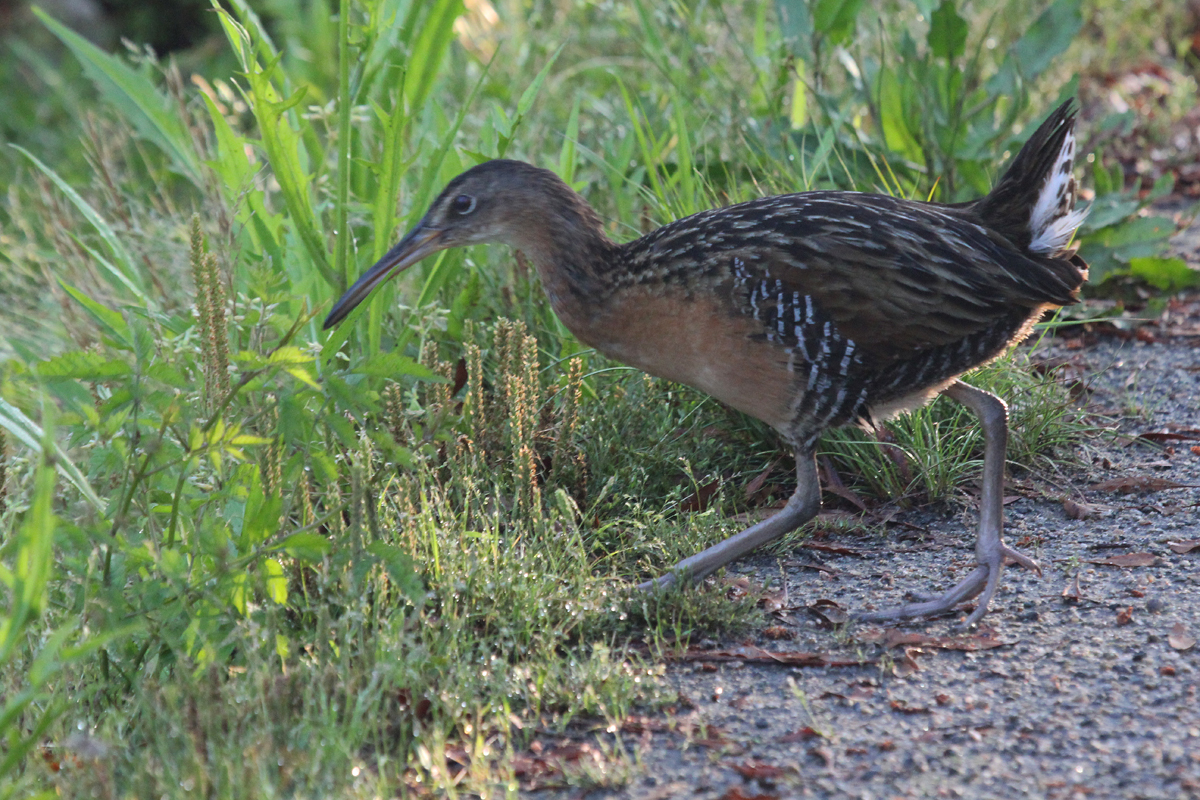 King Rail / 11 May / Back Bay NWR