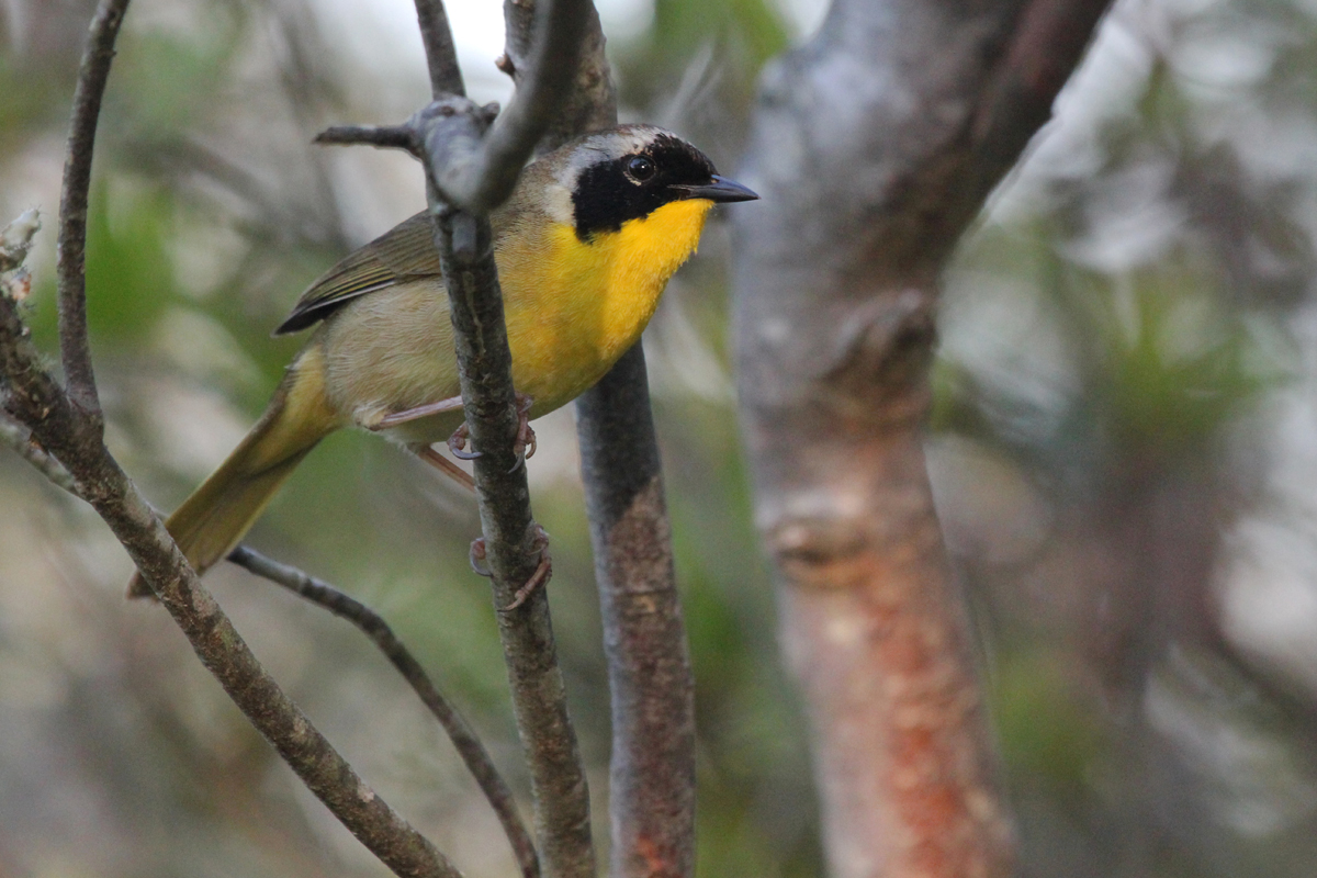 Common Yellowthroat / 12 May / Back Bay NWR