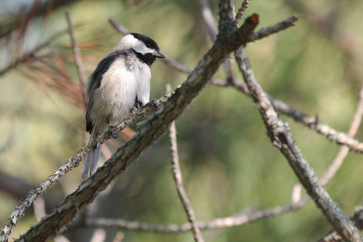 Carolina Chickadee / 12 May / Back Bay NWR