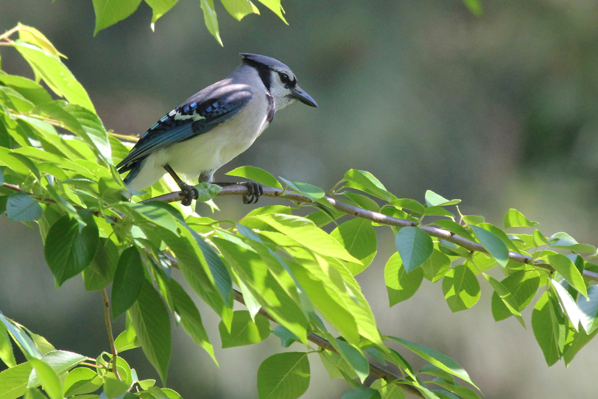 Blue Jay / 12 May / Red Wing Park