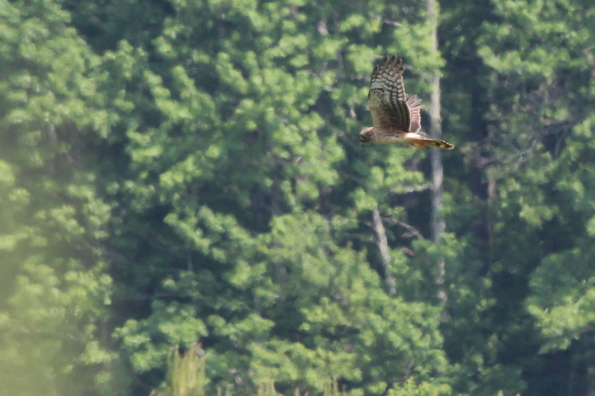 Northern Harrier / 13 May / Indian Creek Rd.