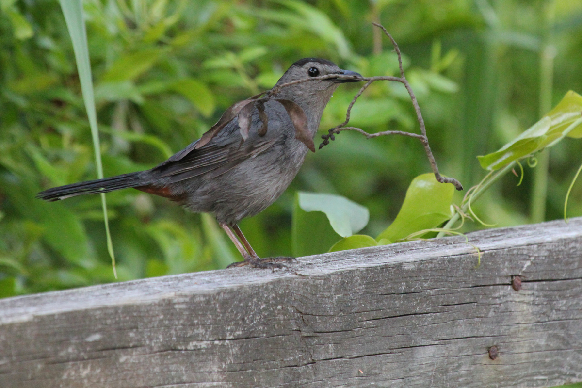 Gray Catbird / 14 May / Back Bay NWR